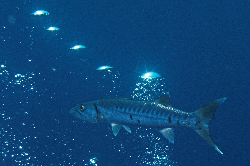 Barracuda