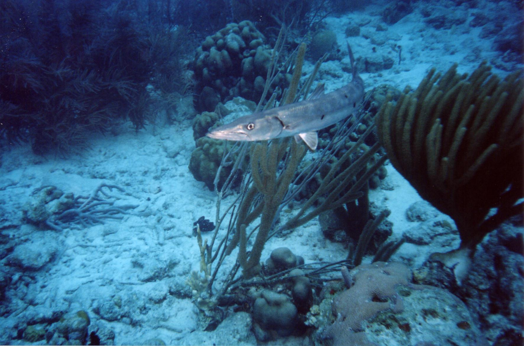 Barracuda_Bonaire_2004