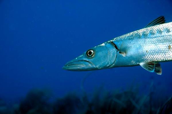 barracuda_Diving_tenerife_SUBCANARIA_COM