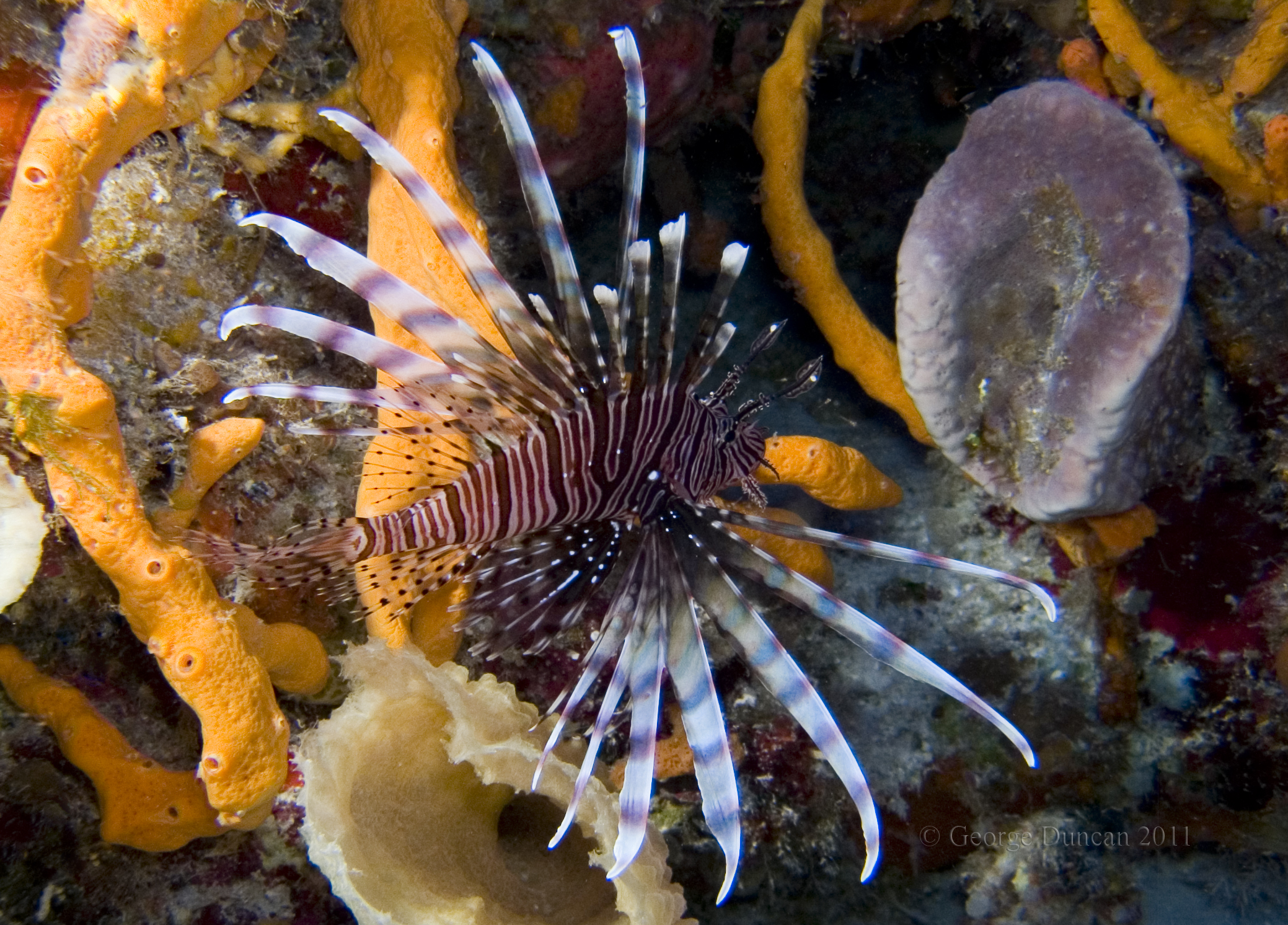 Barracuda_Lionfish3