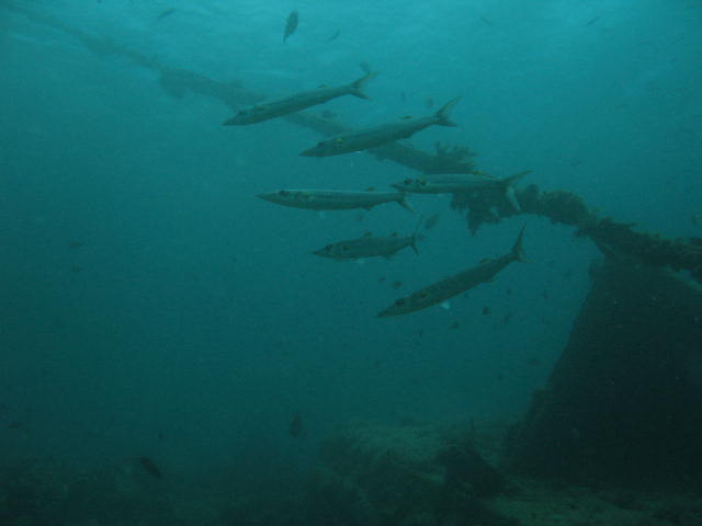 Barracudas at the barge