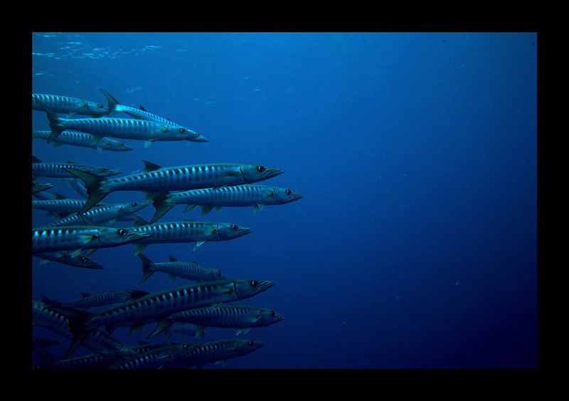 barracudas