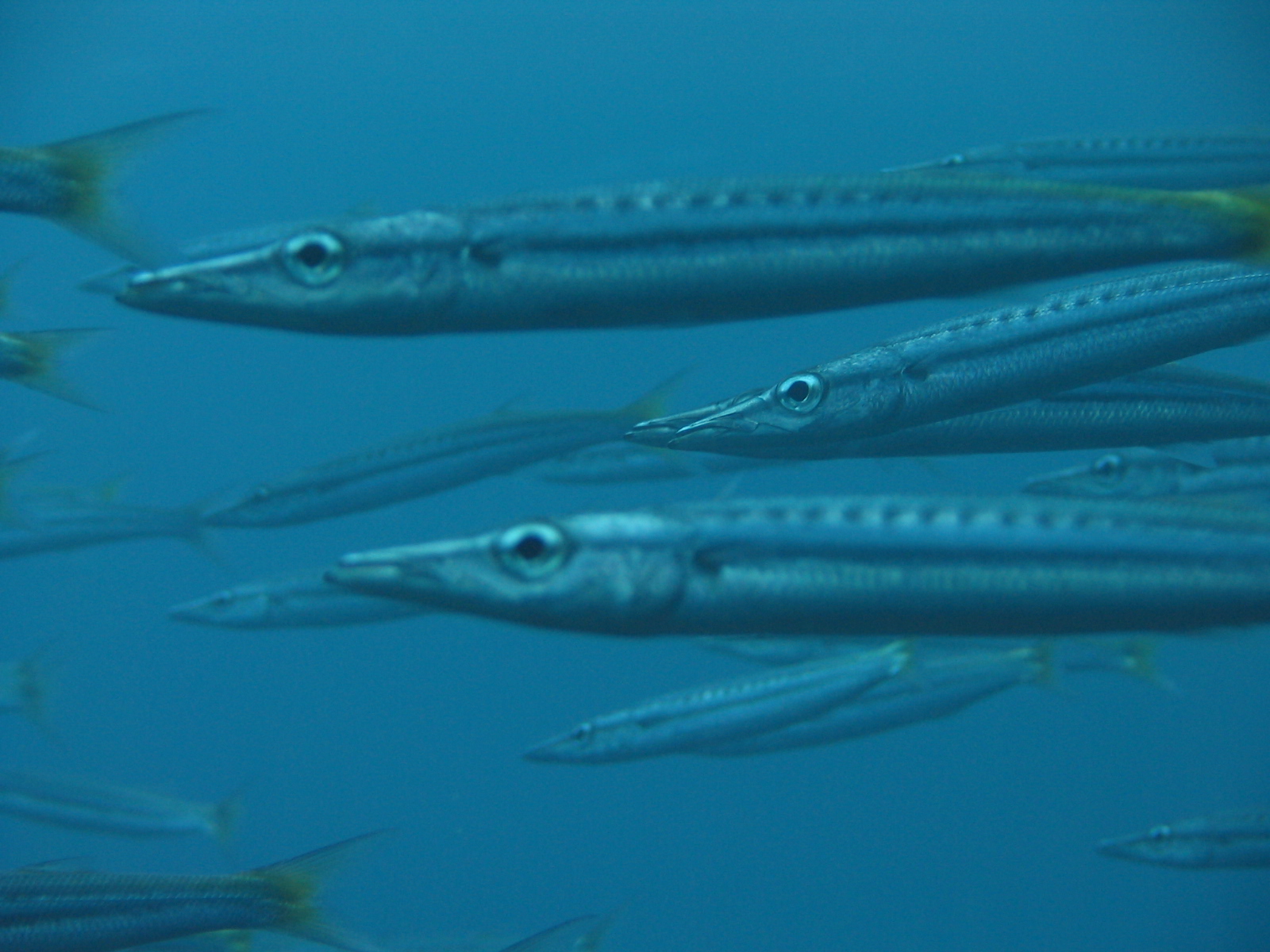 Barracudas