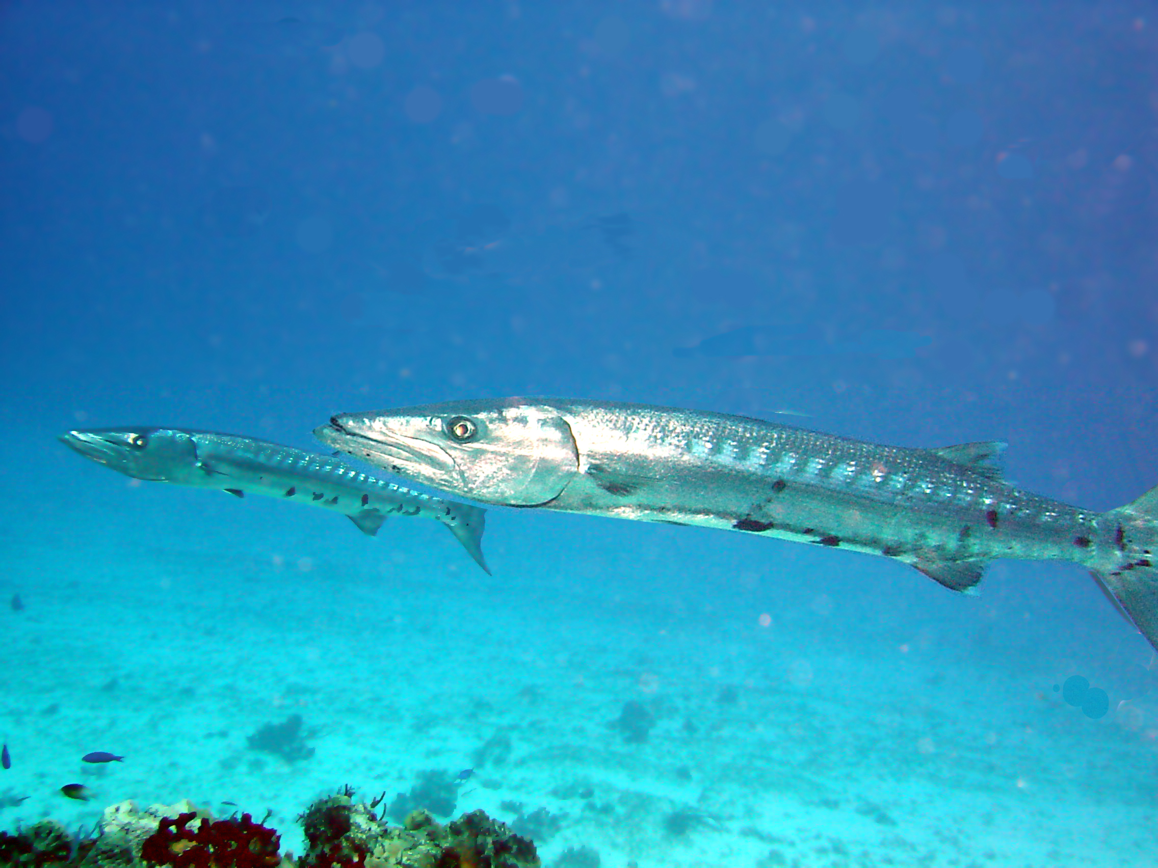 Barracudas