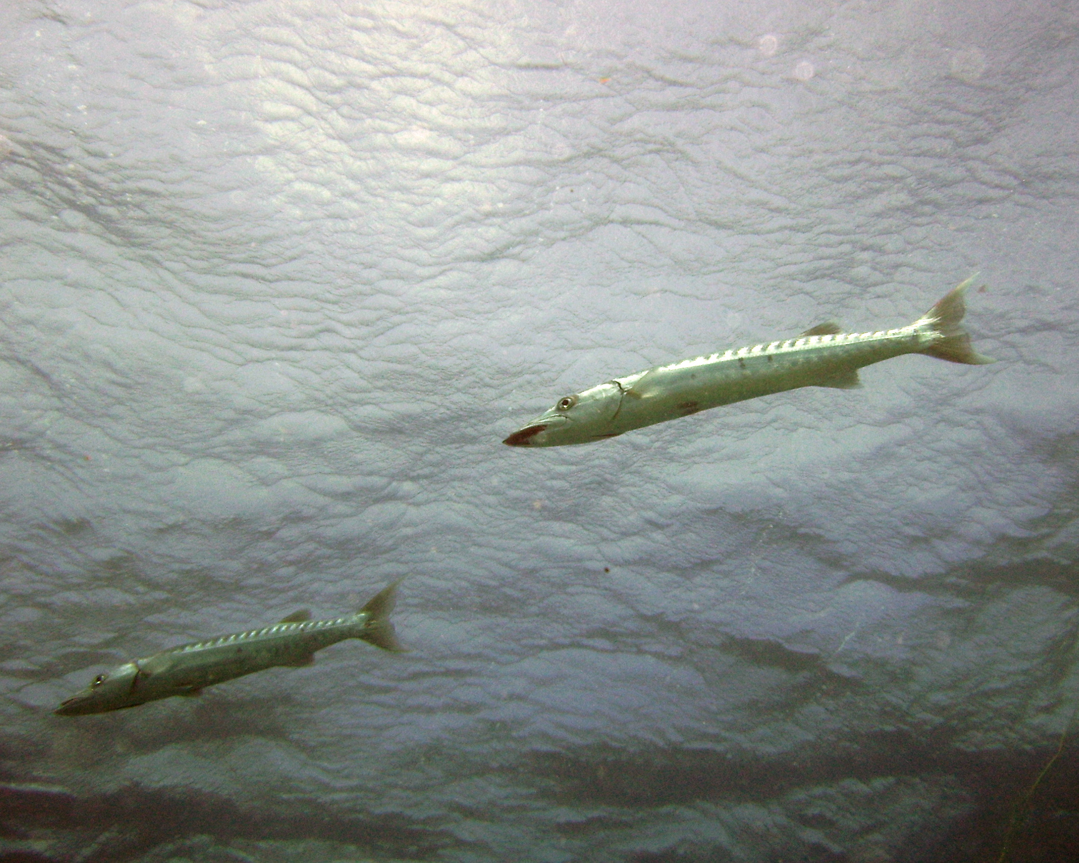 Barracudas