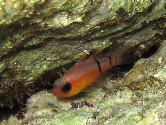 Barred Cardinalfish