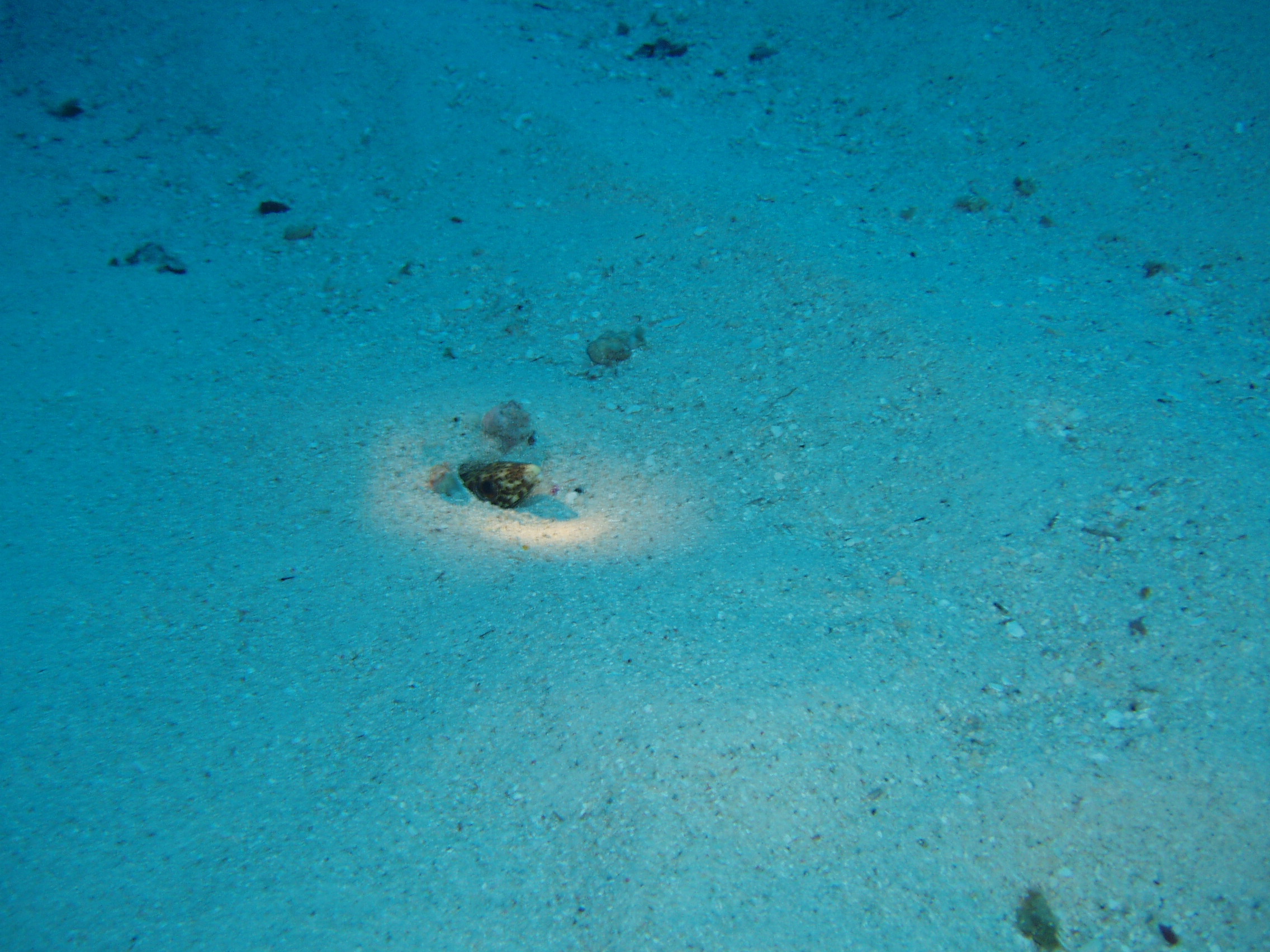 Barred Conger Eel