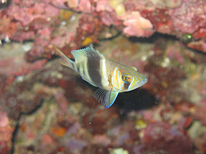 Barred Hamlet 2