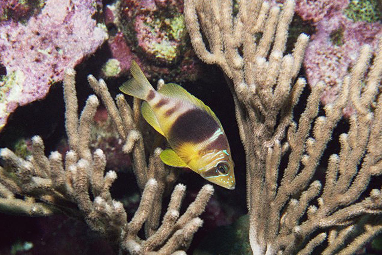 Barred Hamlet Closeup