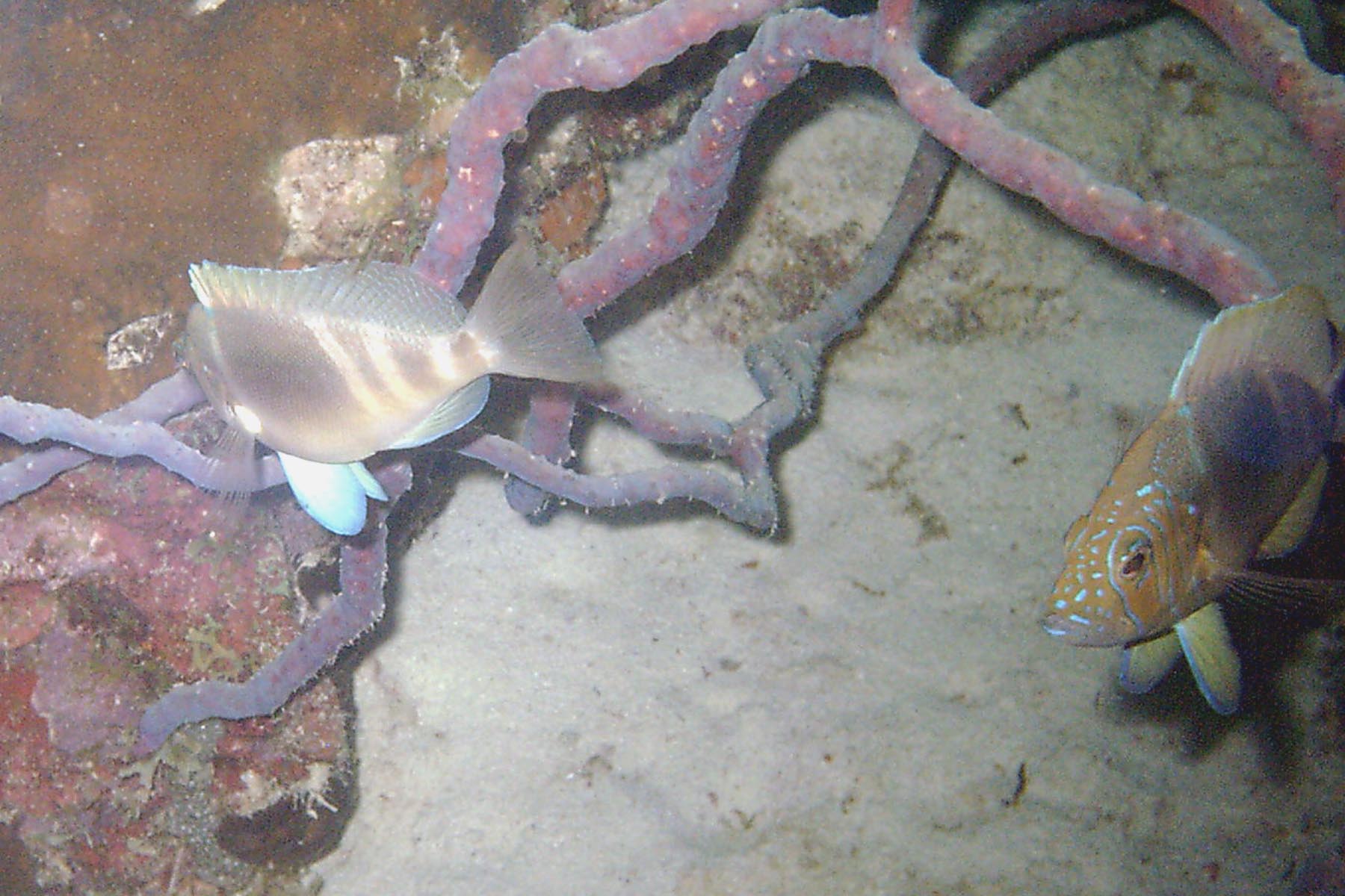 Barred Hamlet - Pair