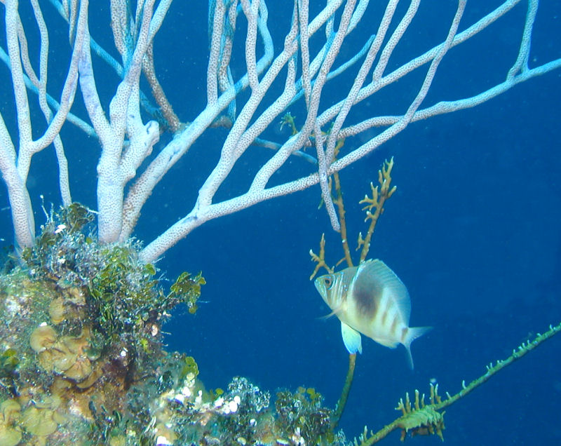 Barred Hamlet