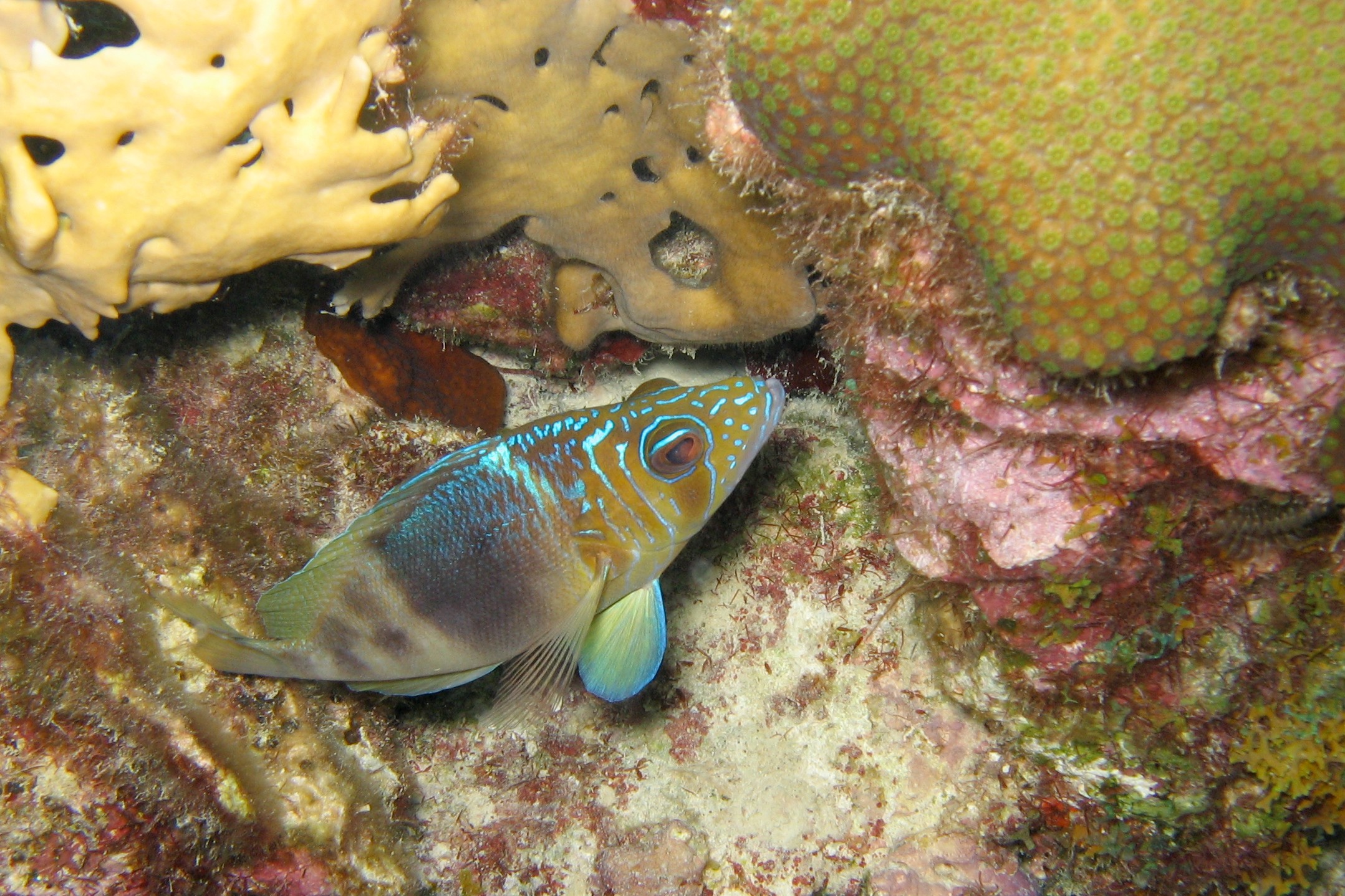 Barred Hamlet