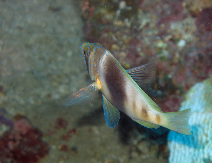 Barred Hamlet