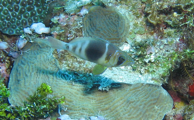 Barred Hamlet