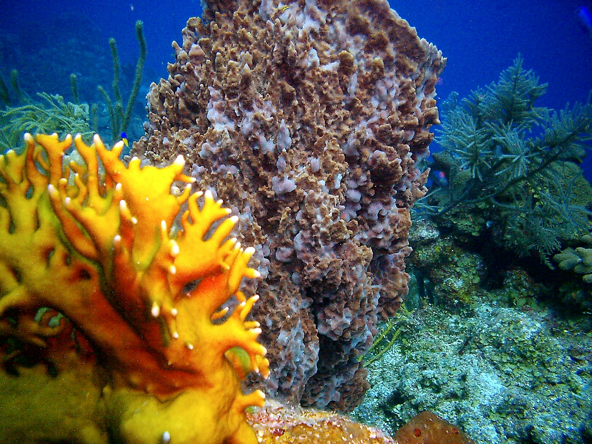 Barrel Sponge w/ Fire Coral