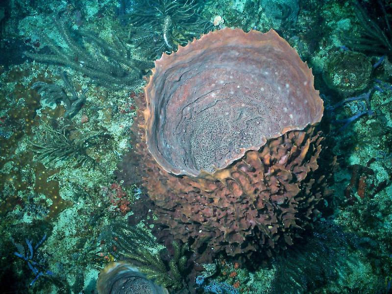 Barrel Sponge