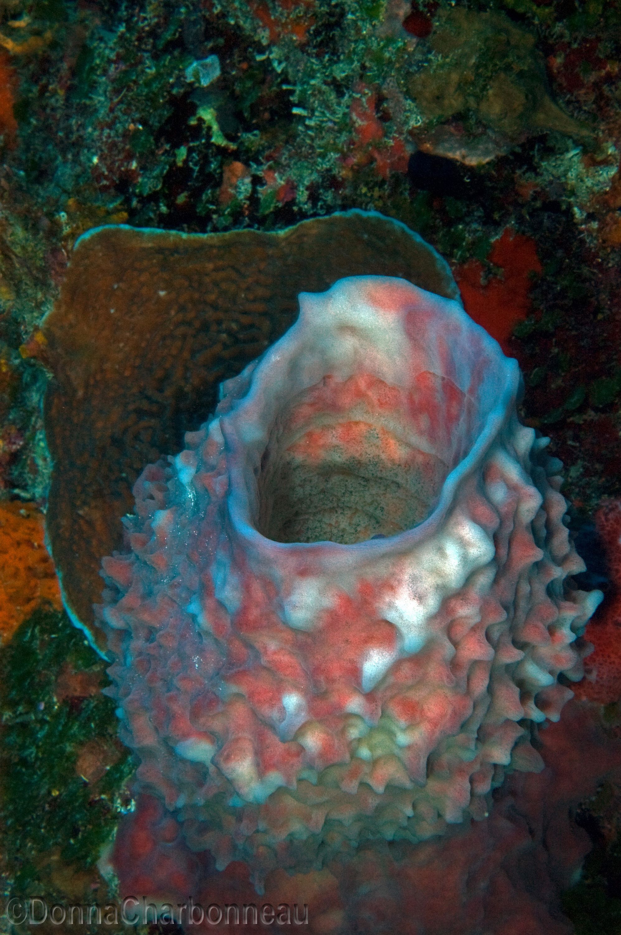 Barrel Sponge