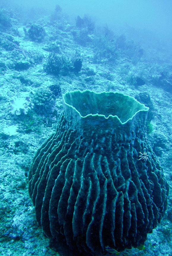 Barrel Sponge