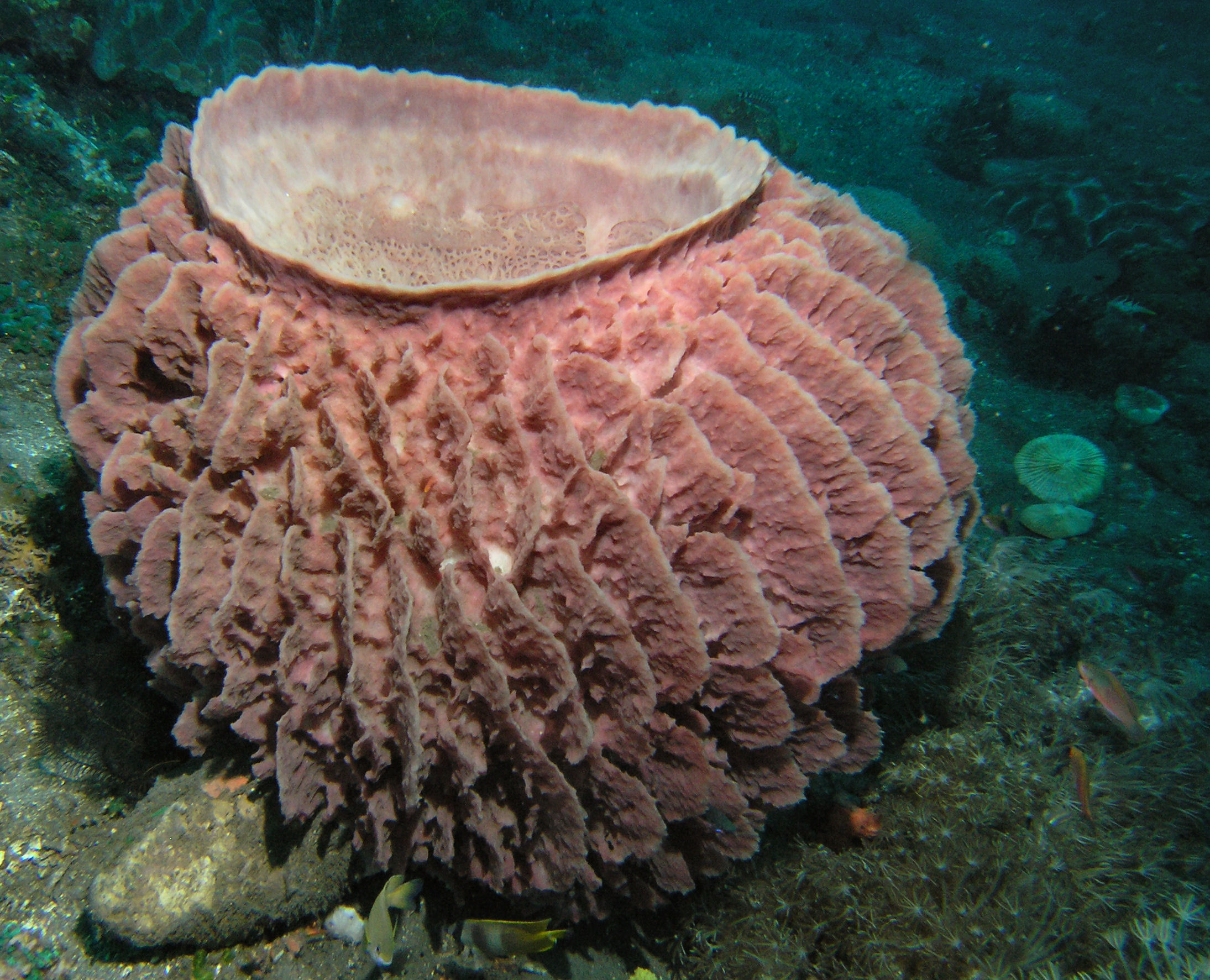 Barrel Sponge