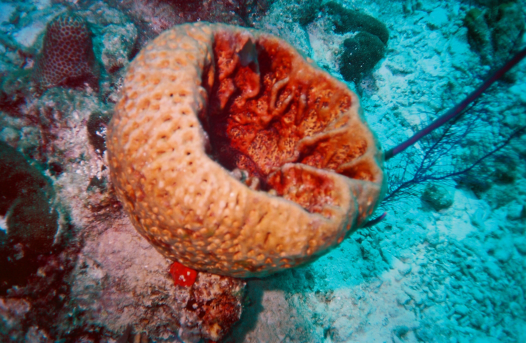 Barrel Sponge