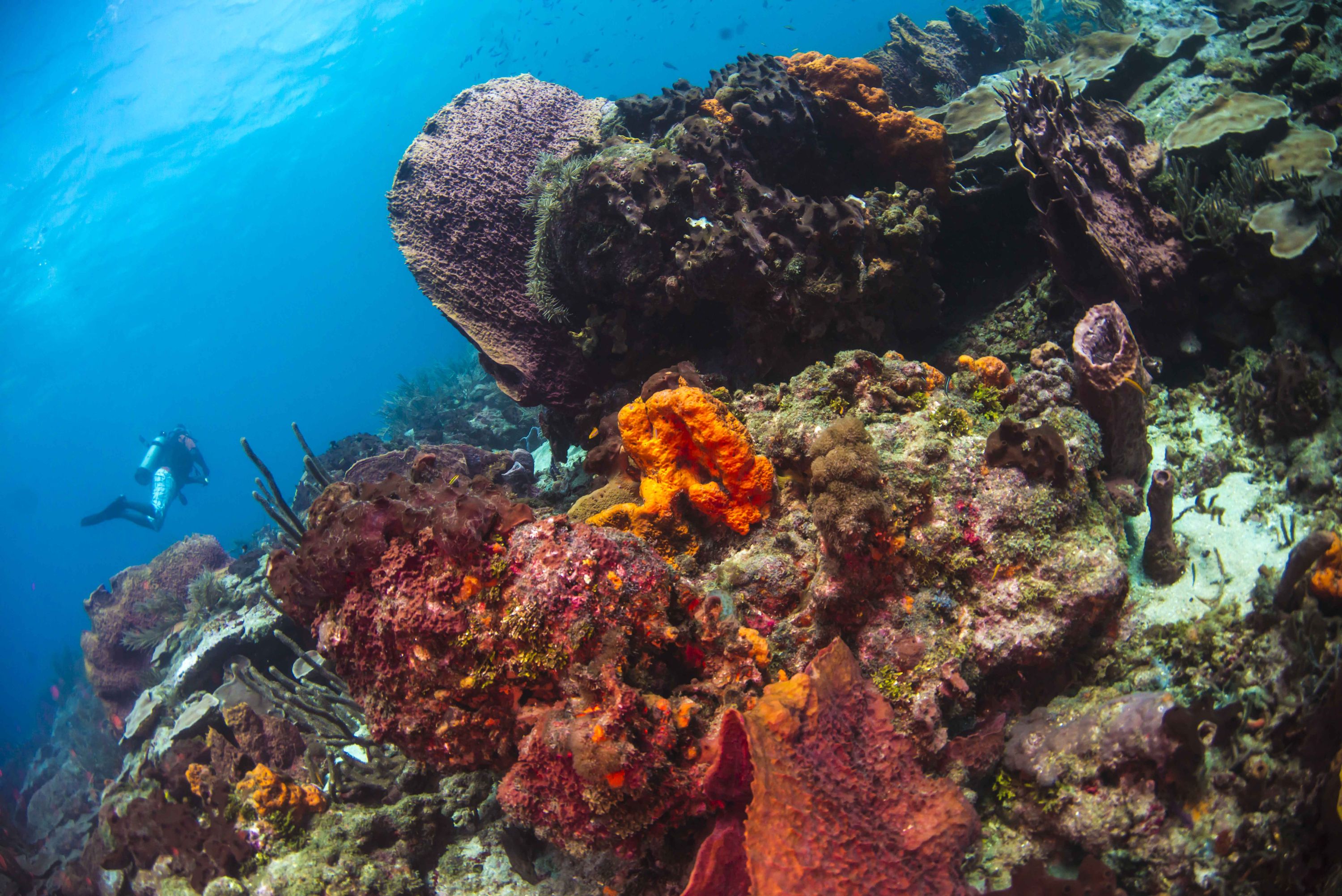 Barrel sponges in tobago