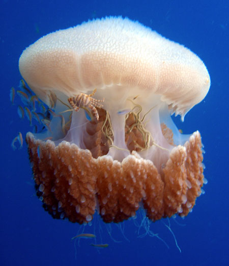 Barrel_Jellyfish