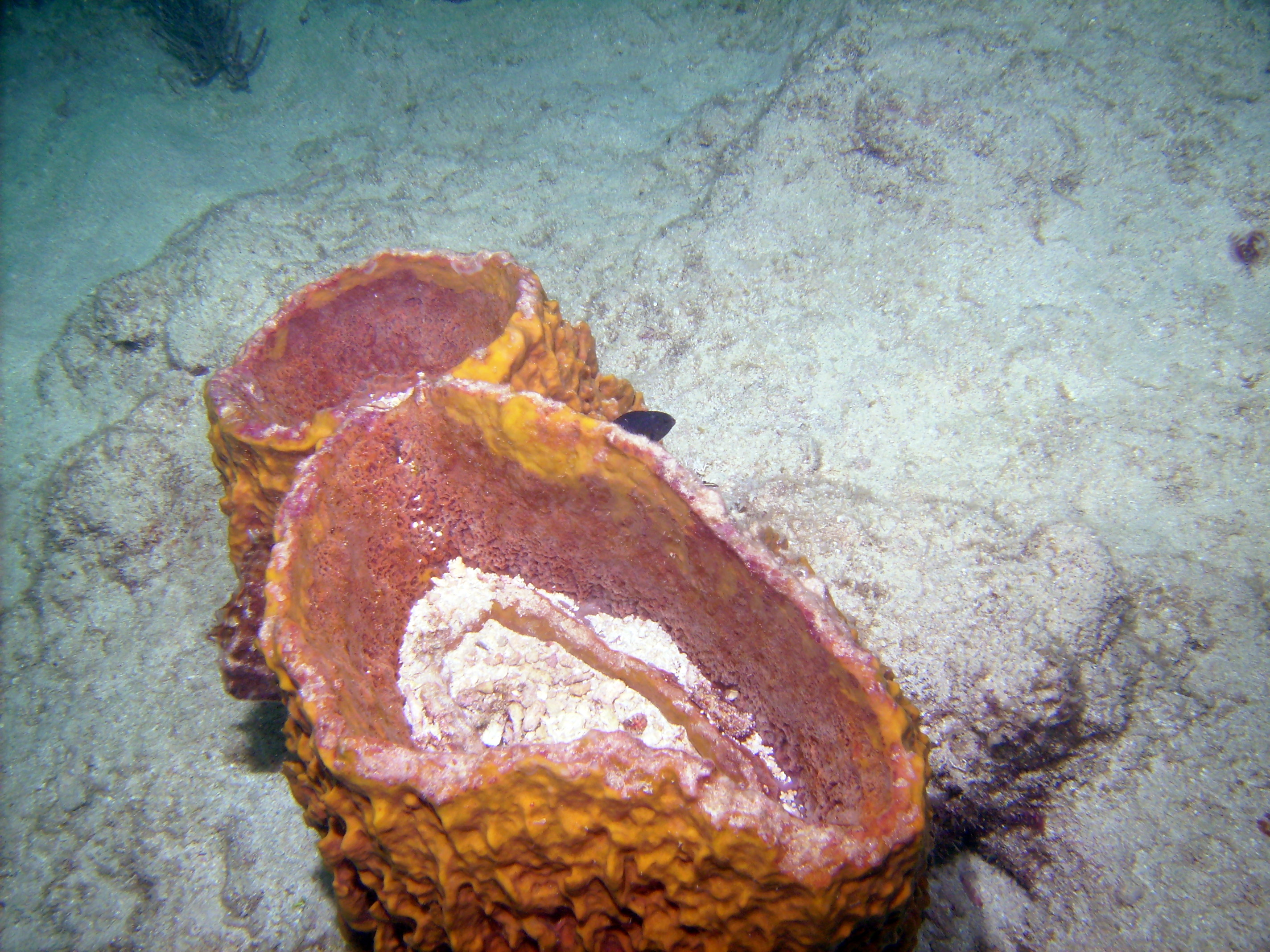 Barrel_Sponge_St_Croix_2009