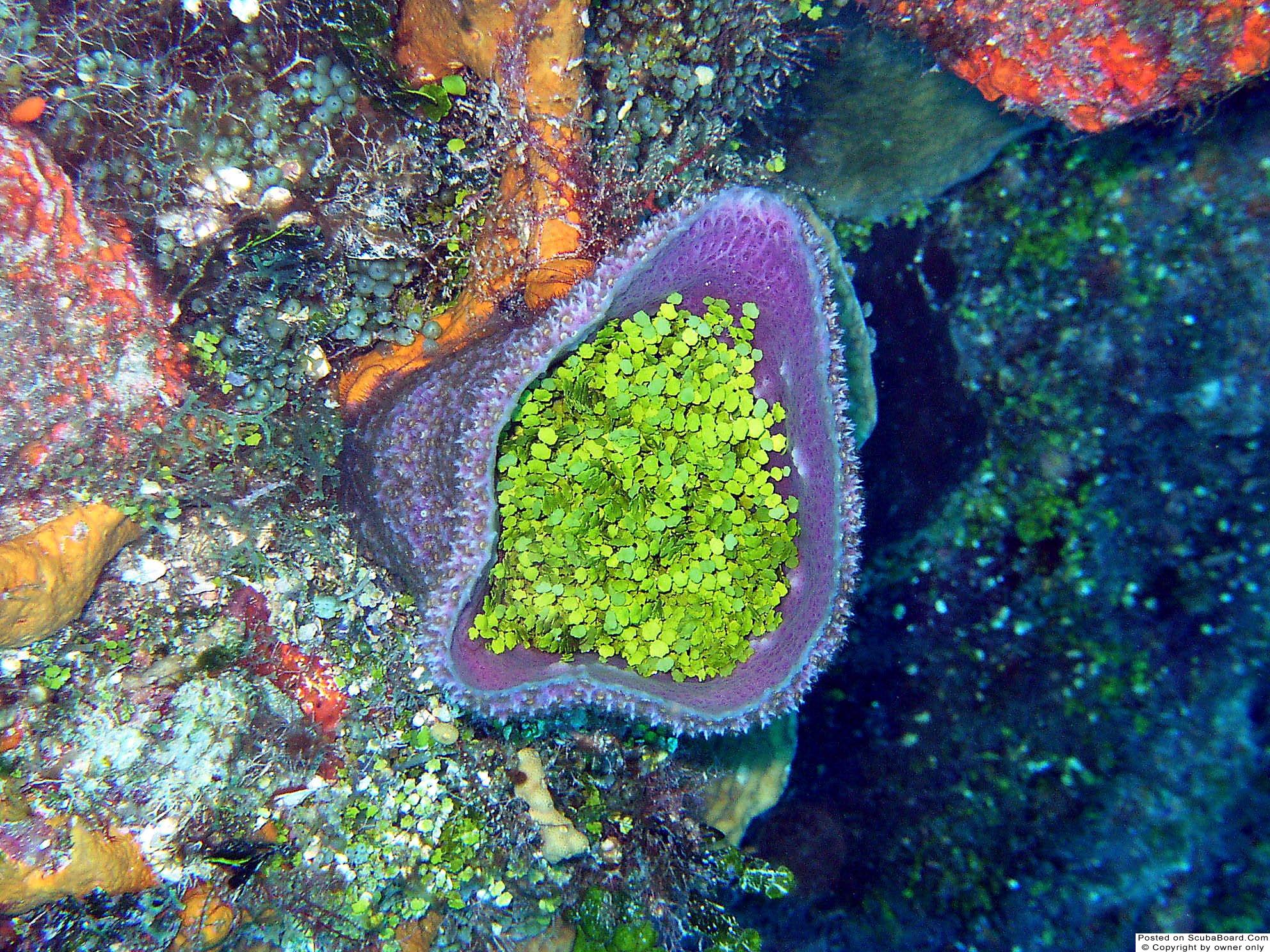 Barrell_Sponge_Cozumel_May_2004