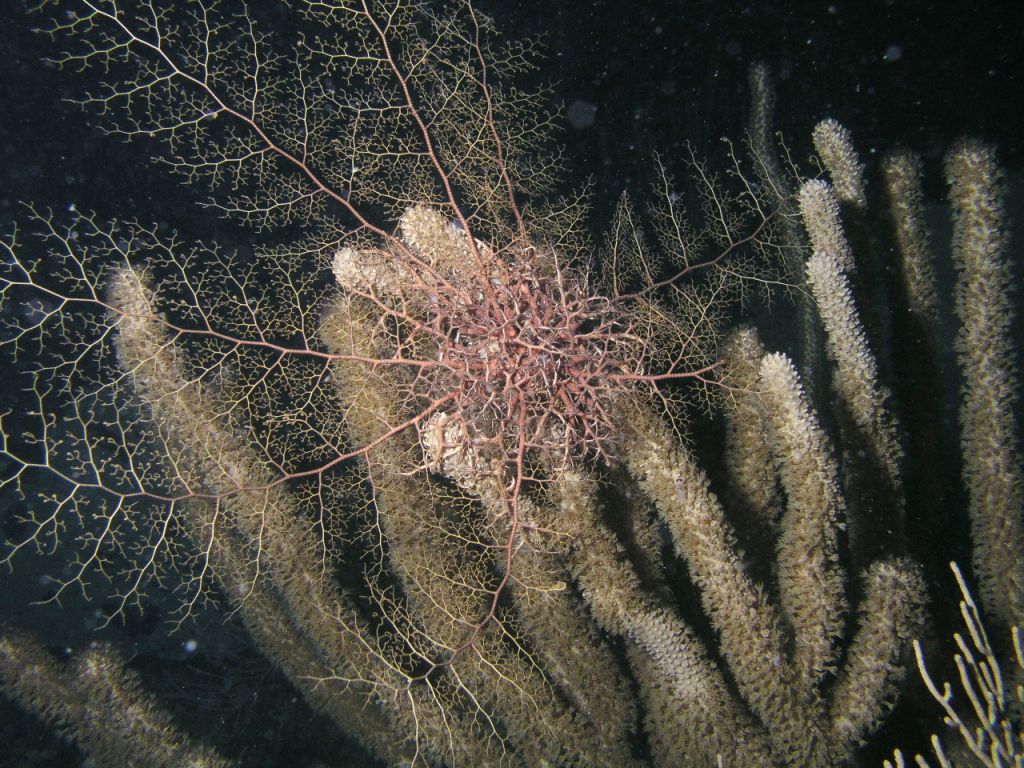 Basket Star at Night