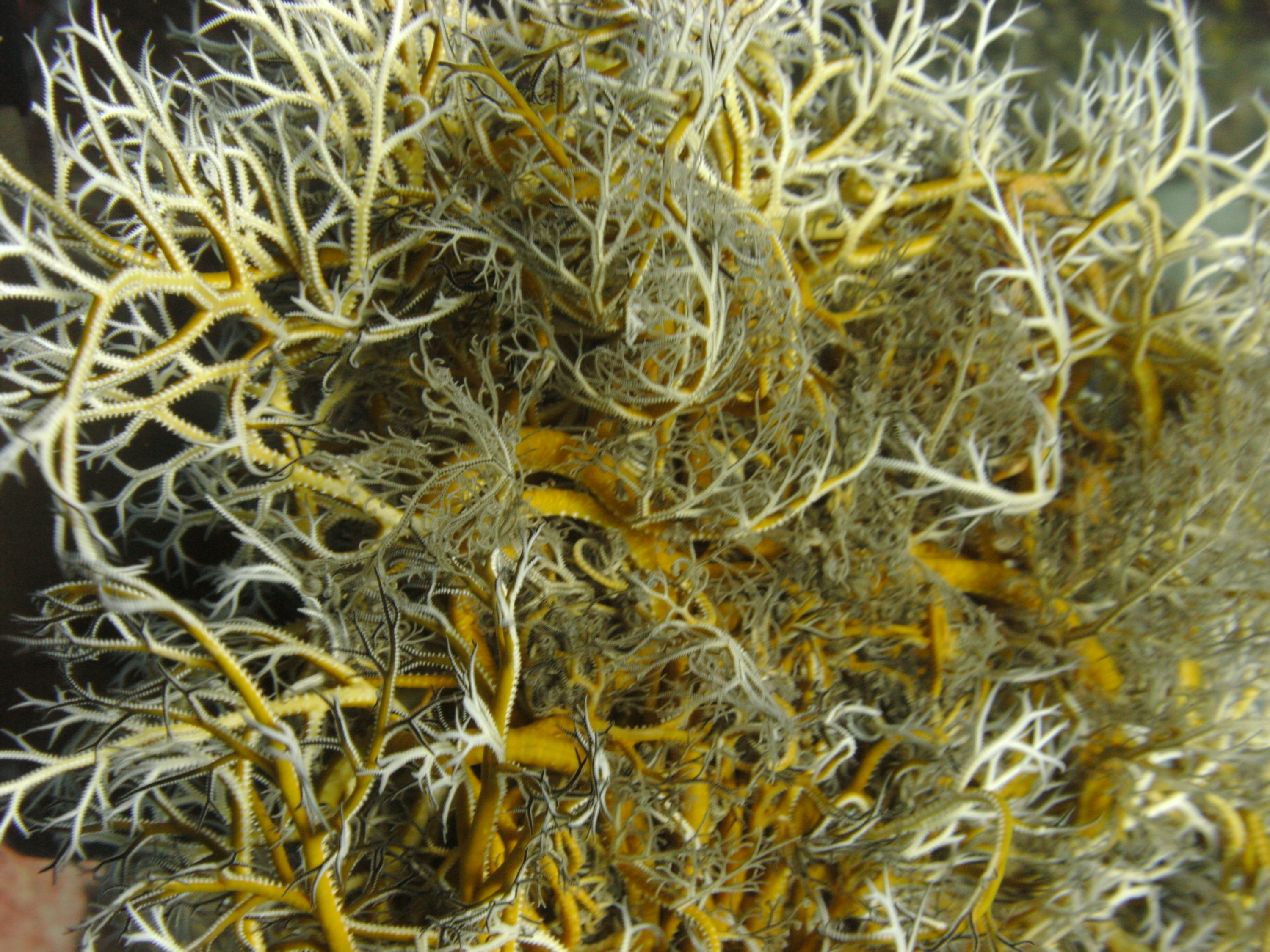 Basket Star (Euryalina  Gorgonocephalidae)