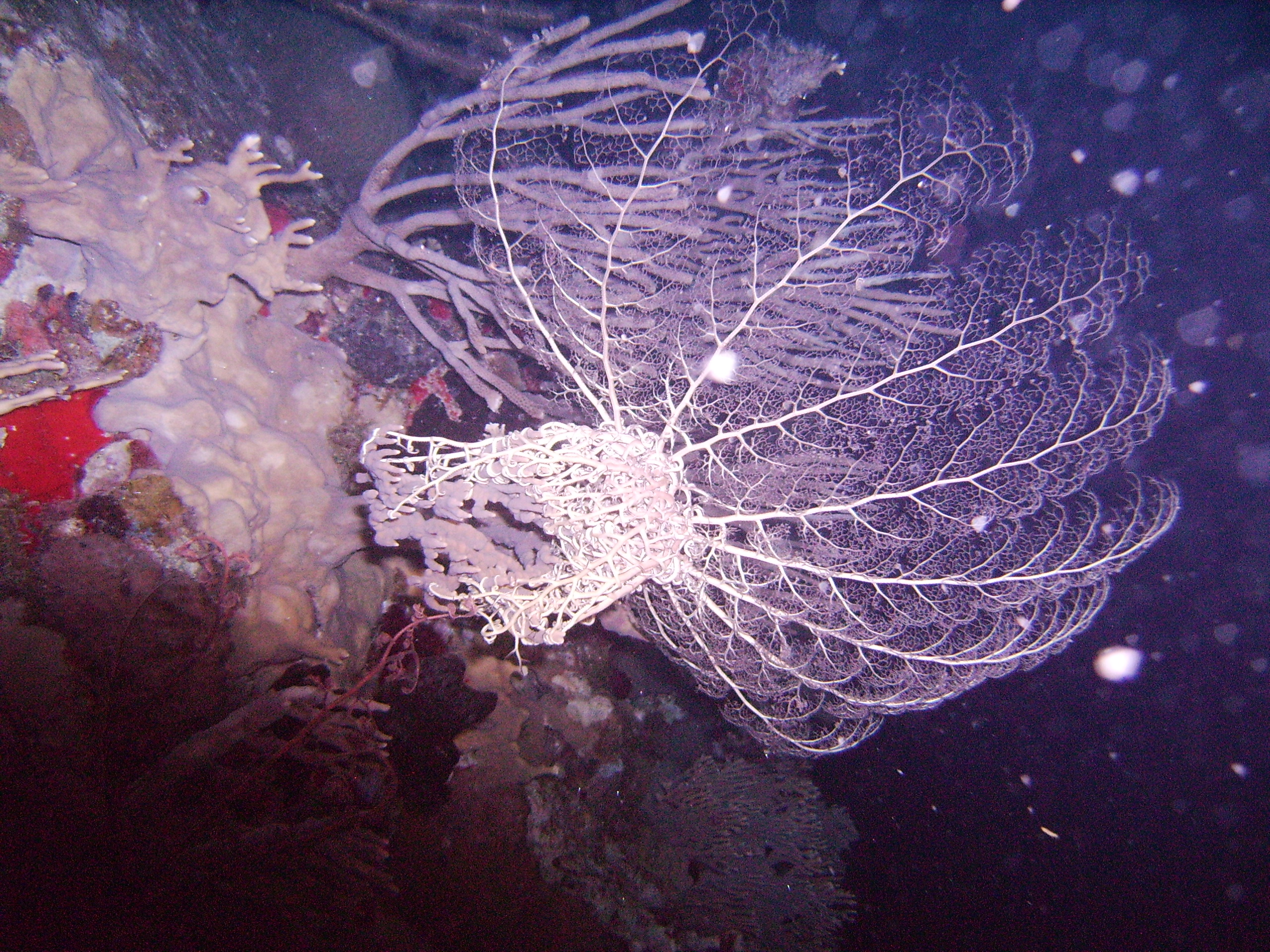 Basket star fishing at night/ St Thomas