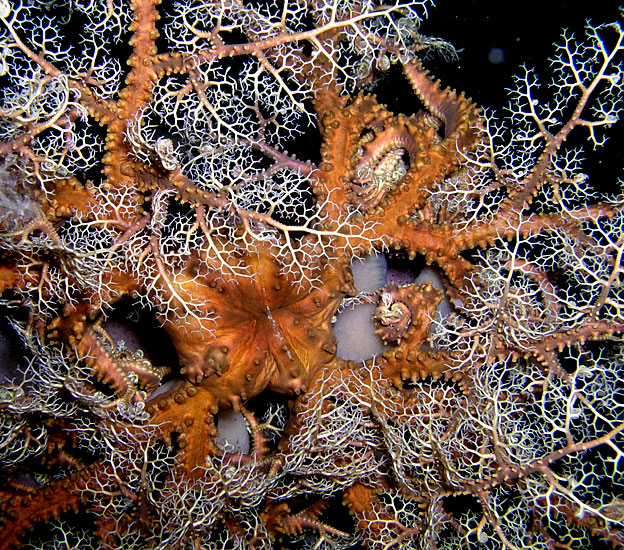 Basket Star on Nightly Prowl