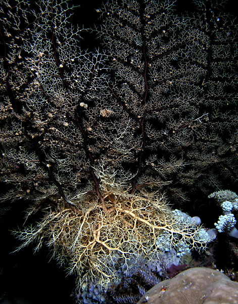 Basket Star Unfurled at Night