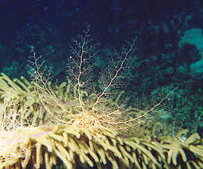 Basket starfish on coral