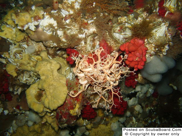 Basket Starfish with Red Irish Lord