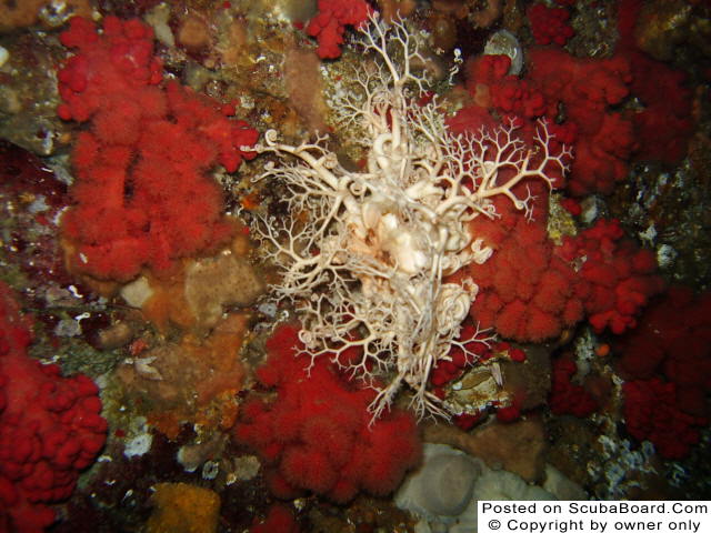 Basket Starfish