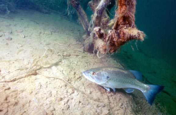 Bass at Cops Cove