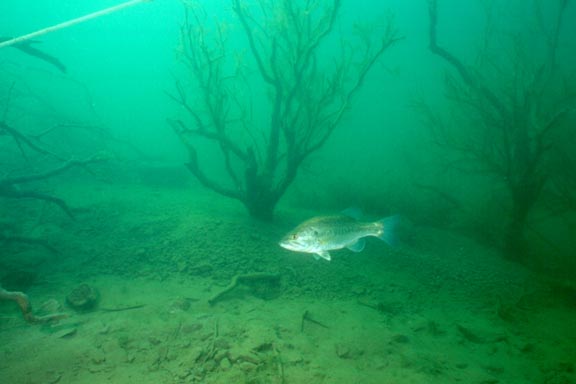 Bass II