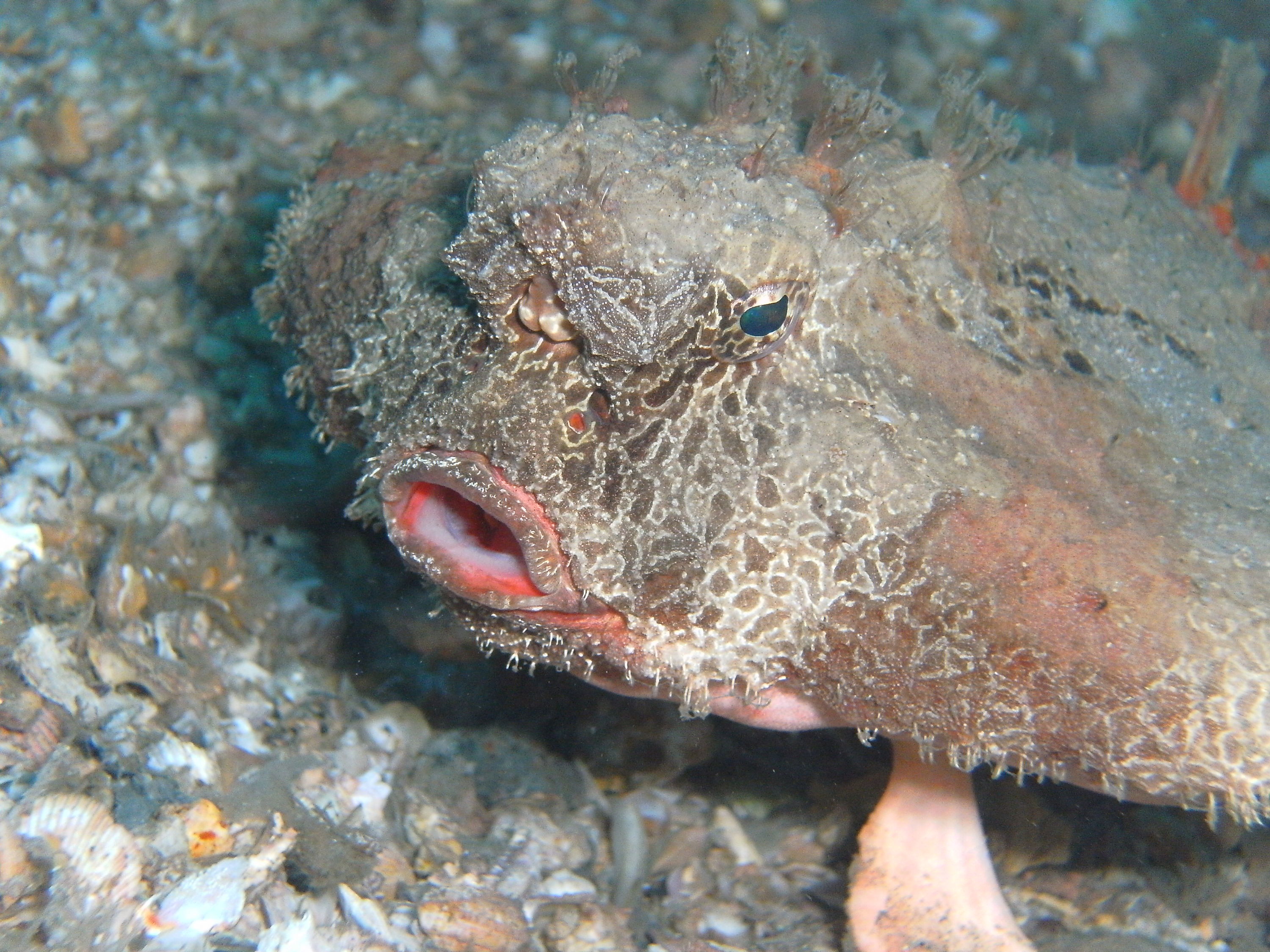 bat fish at blue heron bridge mar 4 2010