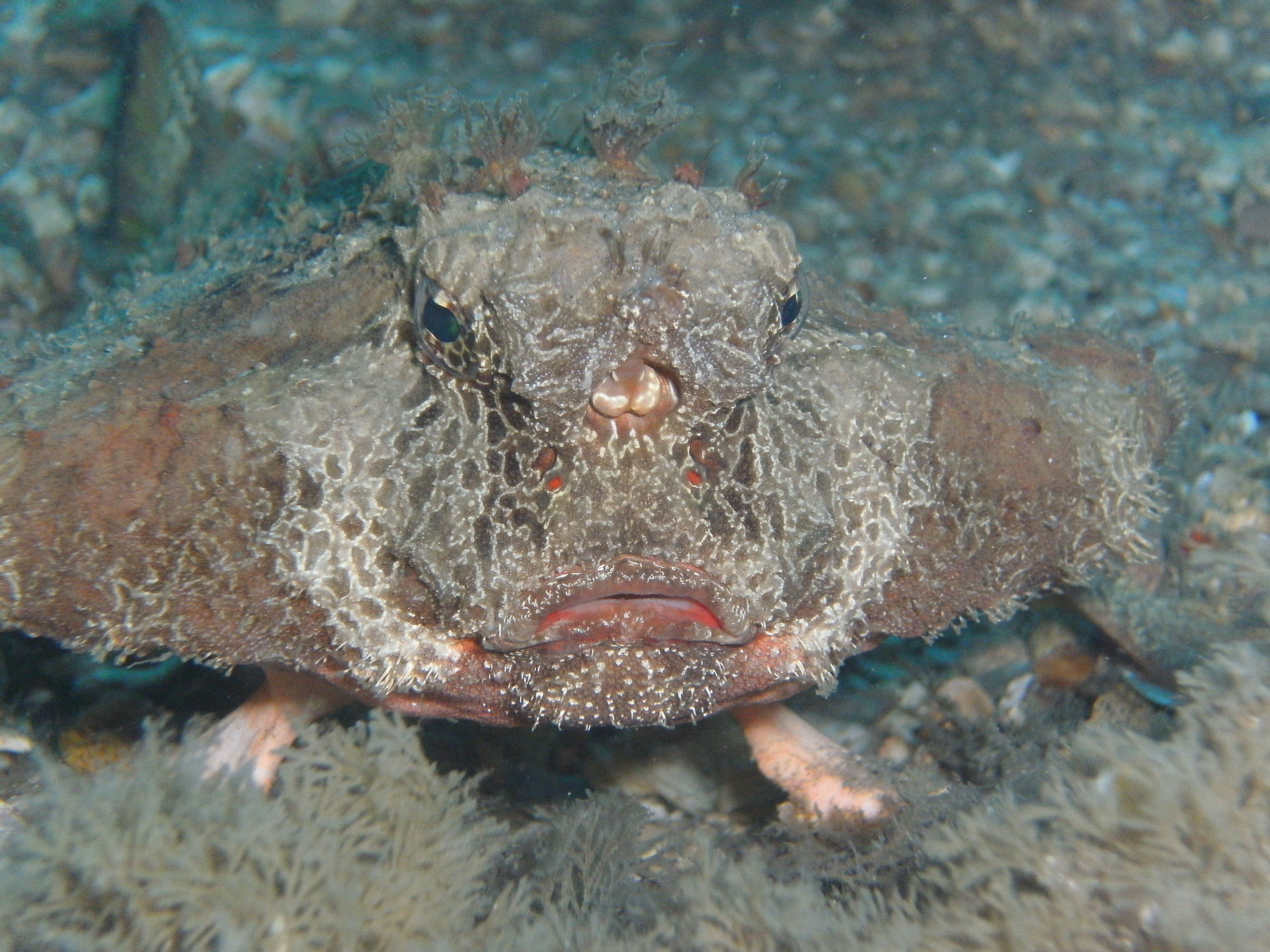 bat fish II at blue heron bridge mar 4 2010