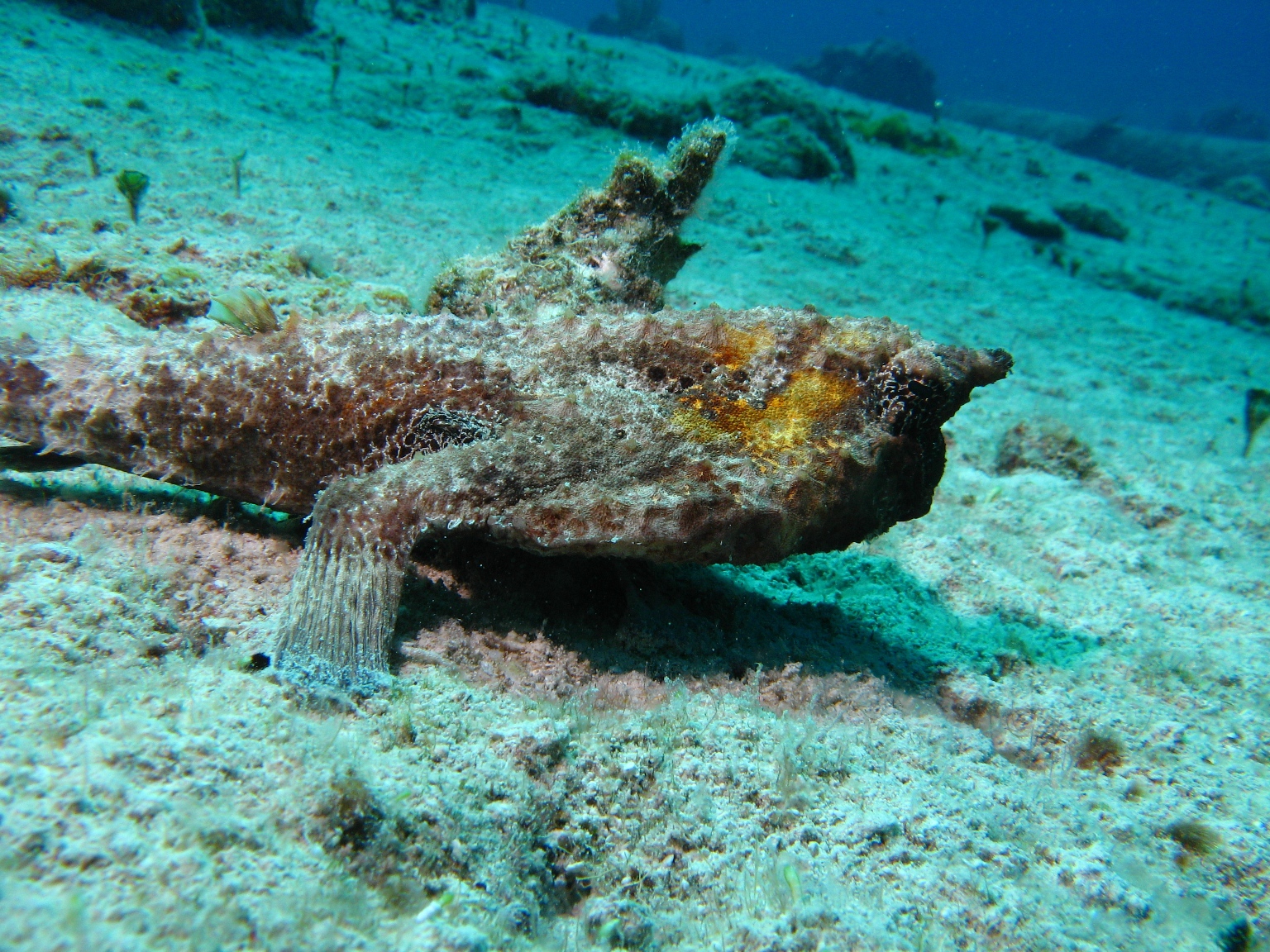 Bat Fish in Cozumel