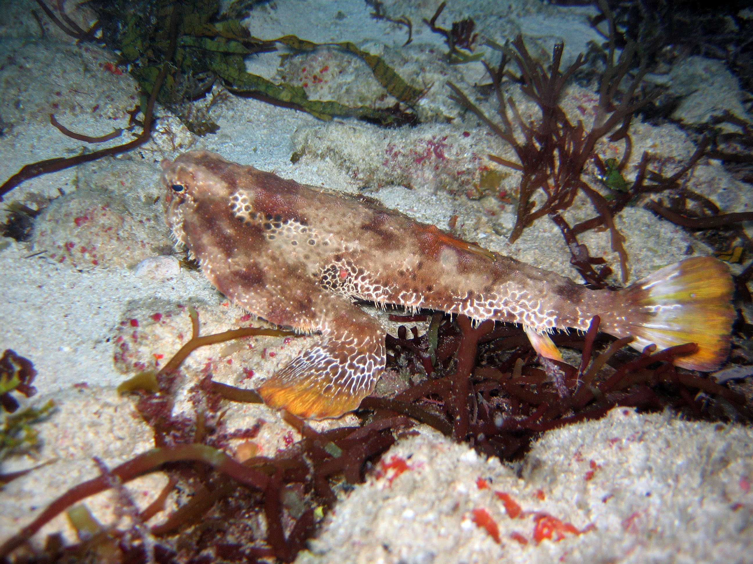 Bat Fish June '08