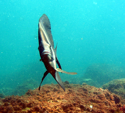 Bat Fish