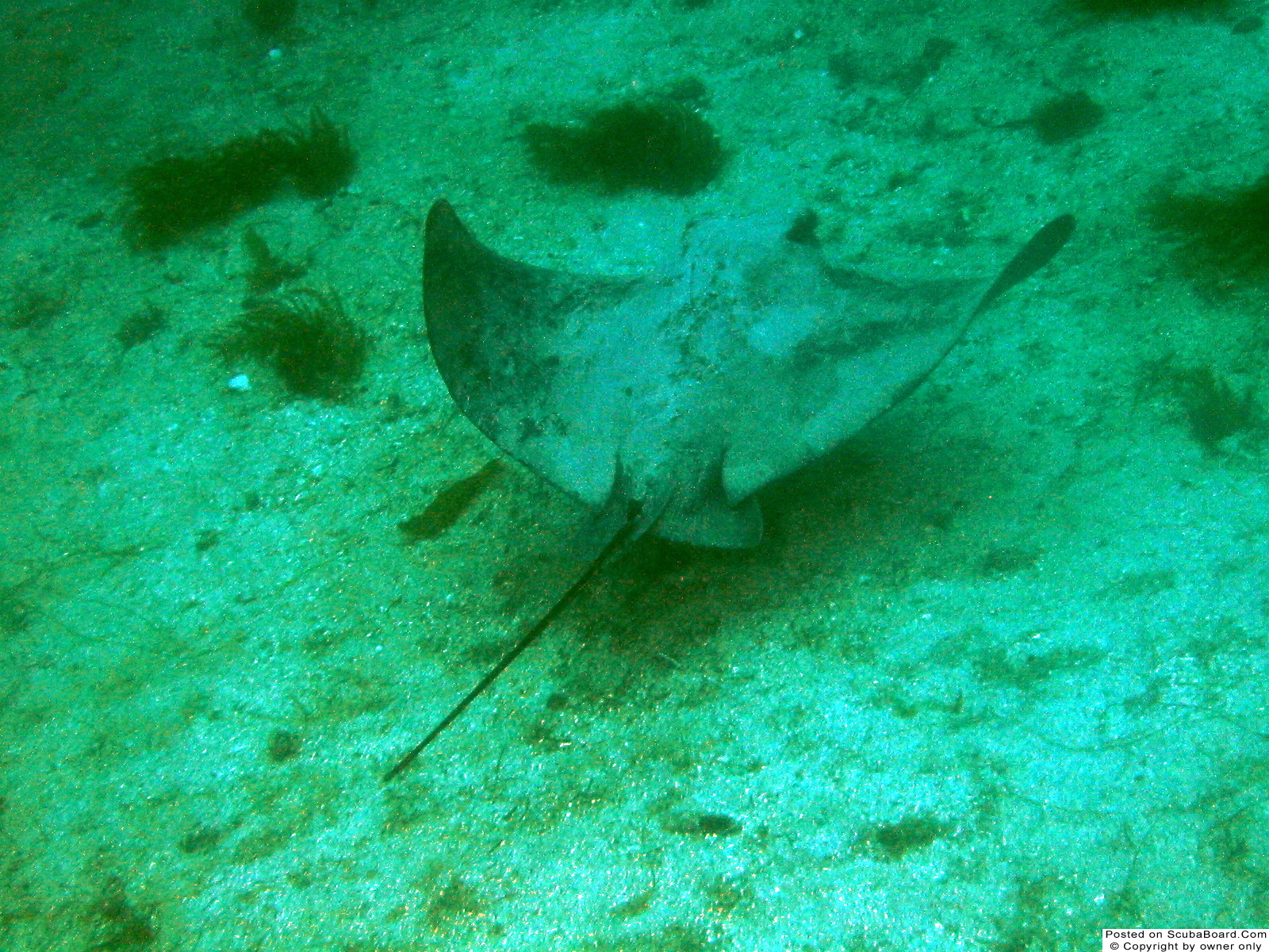 Bat Ray Flying