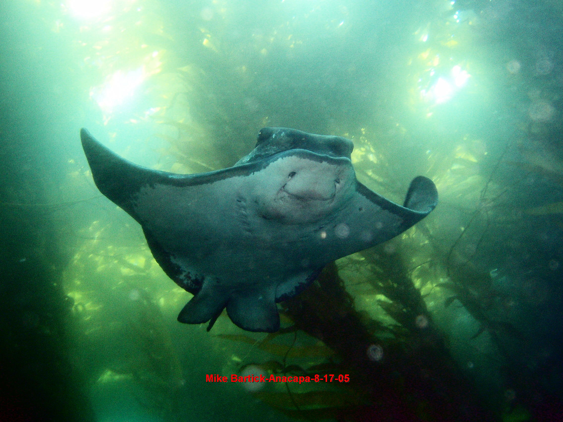 Bat ray published in CDN magazine-Oct. Issue