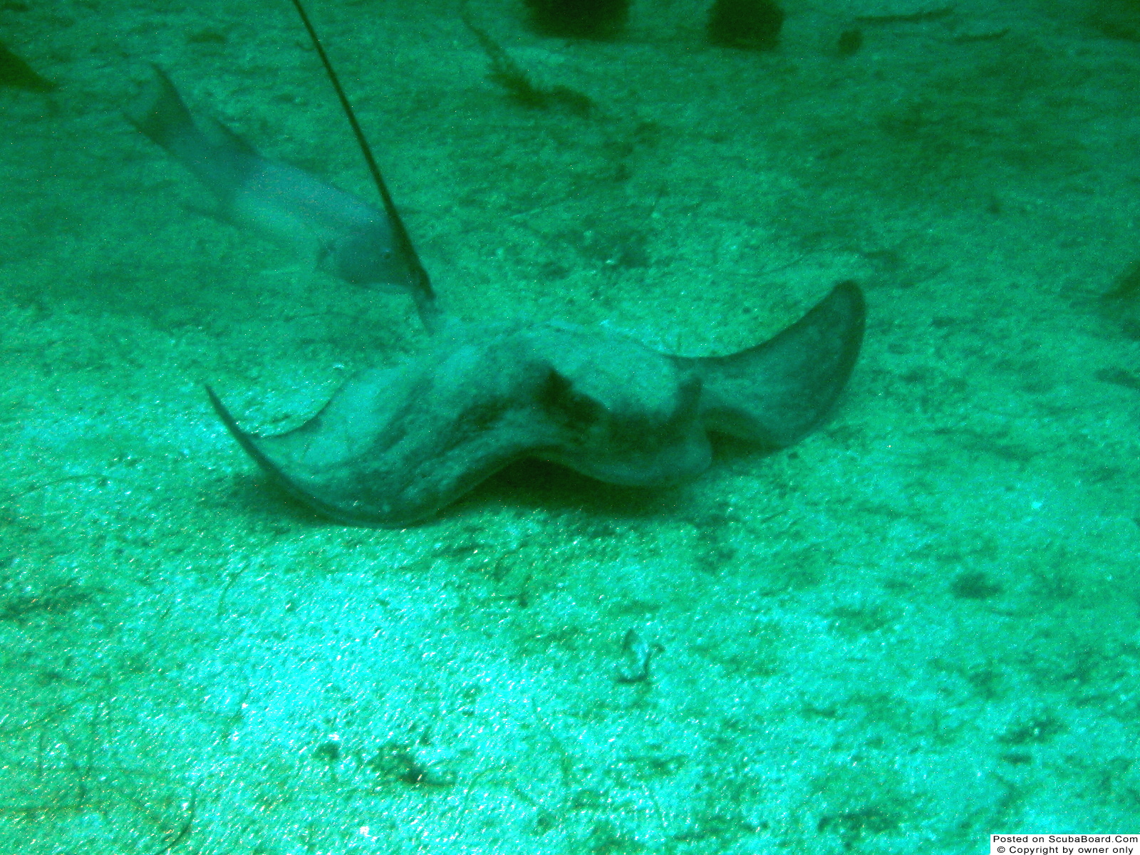 Bat Ray