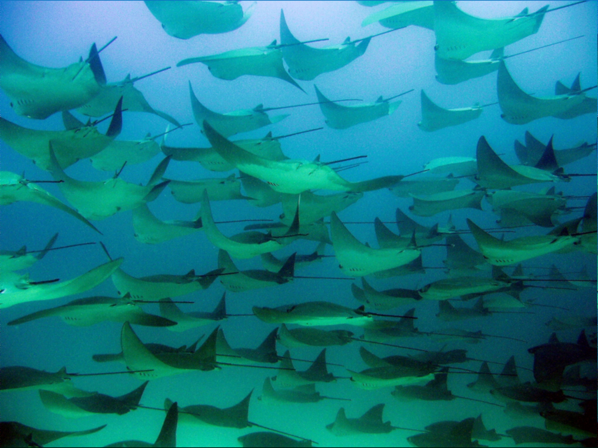 bat rays flying