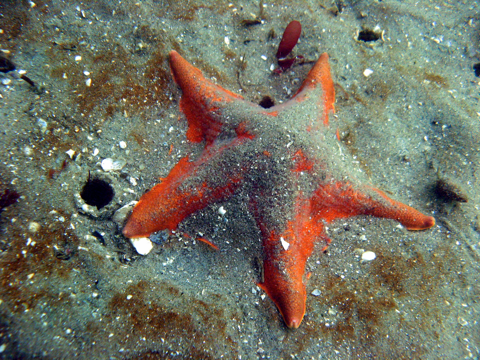 Bat Star in Sand