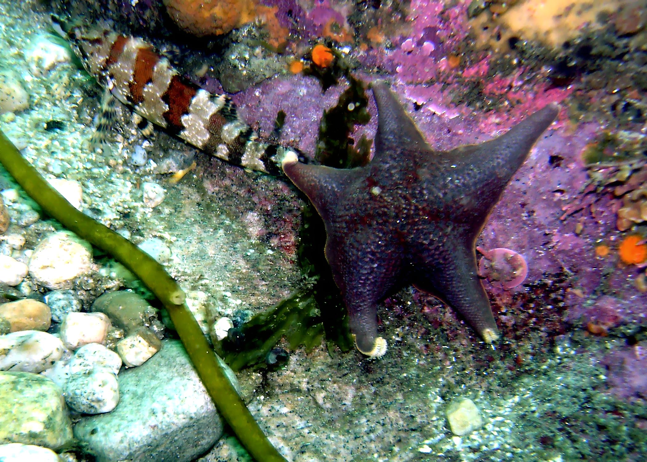 Bat Star & Painted Greenling