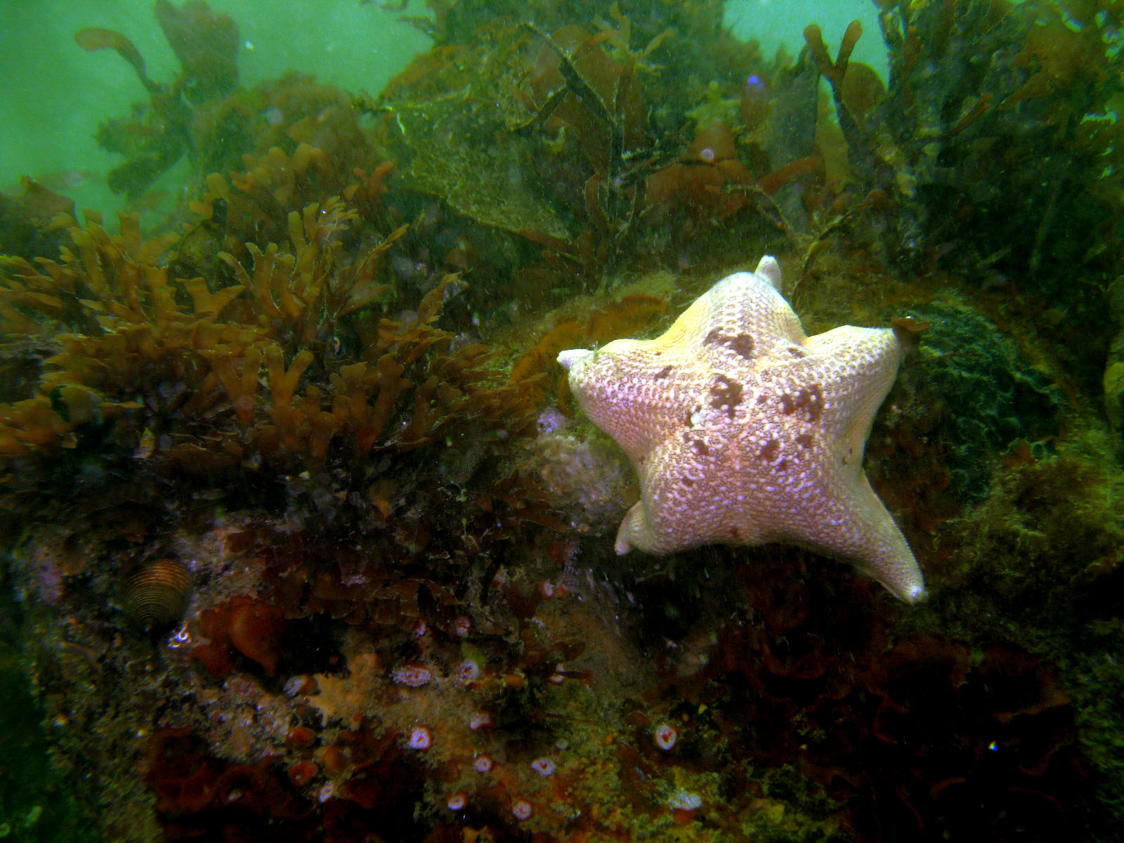 Bat Star, Strawberry Anemone